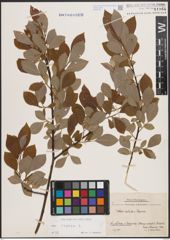 Foto von Salix caprea L.